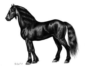  a black horse