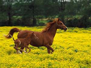  a mother horse with her anak kuda, foal