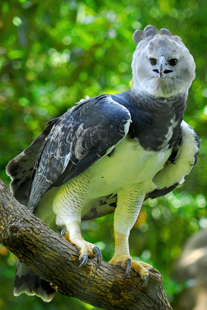 Harpy Eagle - Animals Photo (28882775) - Fanpop