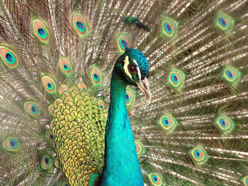  Peacock