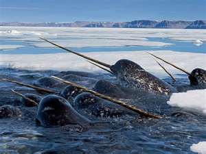  Real Narwhals