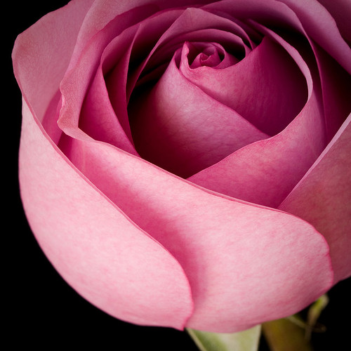  розовый rose