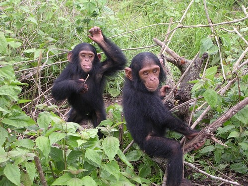  Chimpanzees