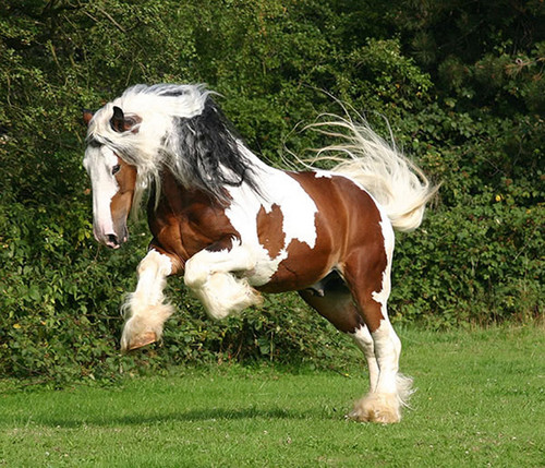  Connemara gppony, pony