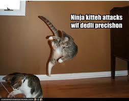  Ninja Cat Funnies