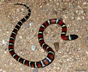  black and red snake