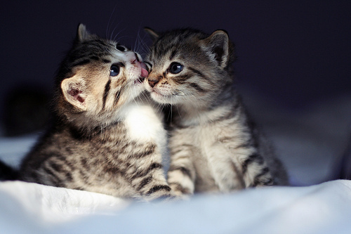  Adorable Kitties <3