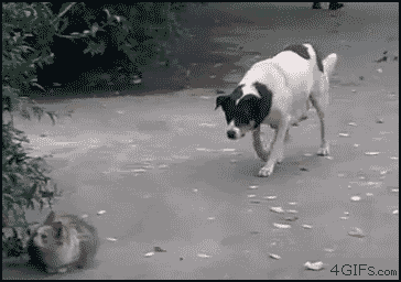  Cat attacked door a dog Gif