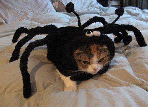  Cat in costume