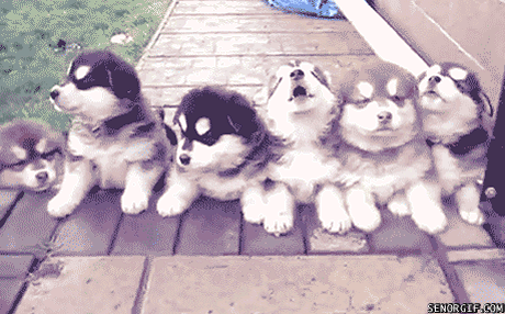 Puppies Gif