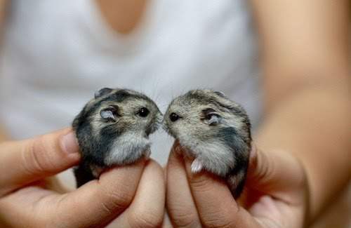  Two Djungarian Hamsters