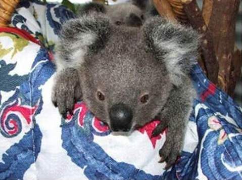  Koala Bears 6/11