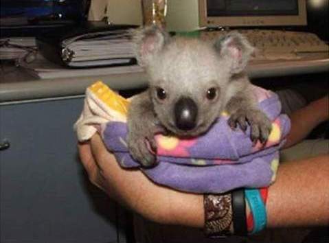  Koala Bears 7/11