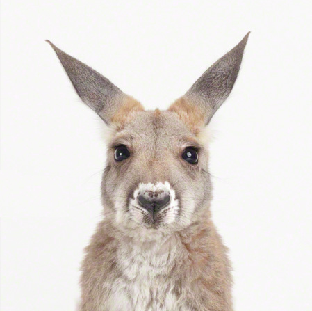  Little kanguru