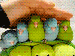  Parrots Gif