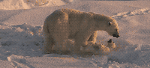  Polar chịu, gấu