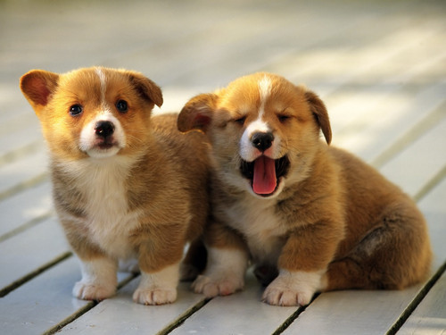  Puppies