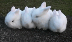 Rabbits
