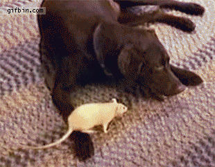  쥐 stealing from the dog