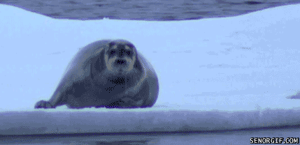 zeehond, seal