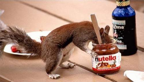  scoiattolo loves Nutella