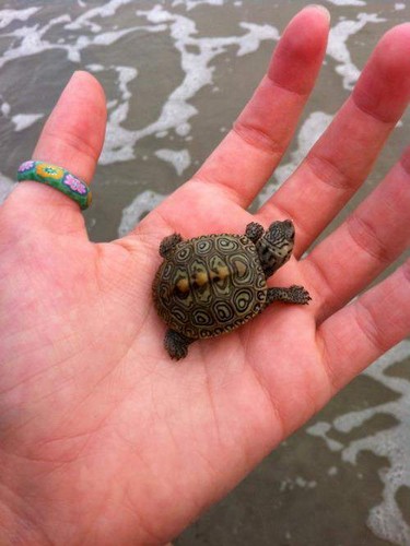  Tiny 龟, 海龟