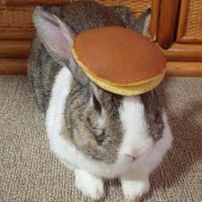  pancake rabbit