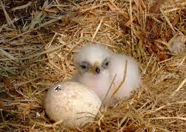  Baby Golden Eagle