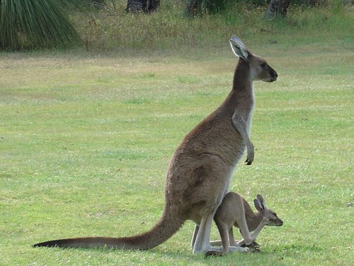  kangourou With Joey