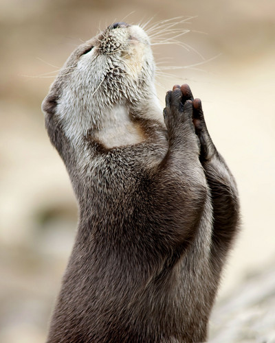 Praying otter