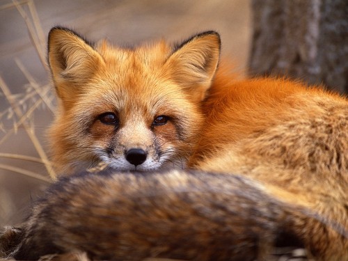 fox, mbweha