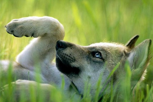  狼, オオカミ pups