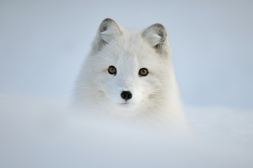 Arctic Foxes. :3