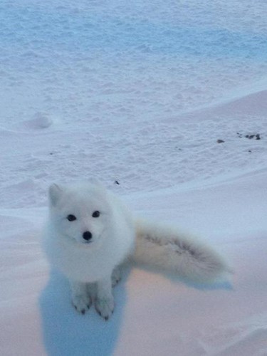 Arctic Foxes. :3