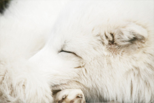  Arctic Foxes. :3