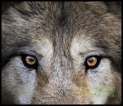 Wolves - Beautiful Wolves Photo (29355059) - Fanpop