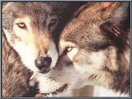 Wolves - Beautiful Wolves Photo (29355482) - Fanpop