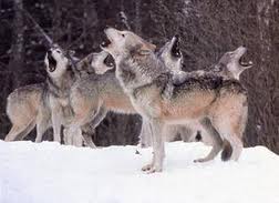 Mbwa mwitu loups