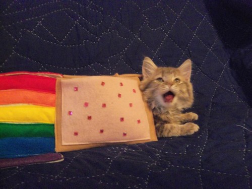 Nyan cat cat~