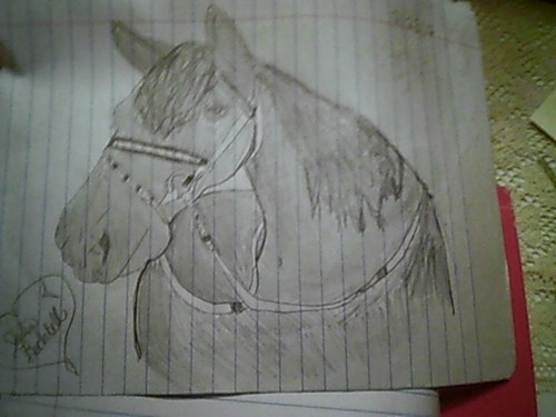  my pic of a horse
