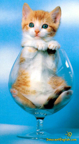  CAT IN A GLASS