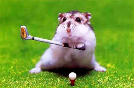  میں hamster, ہمزٹر playing Golf