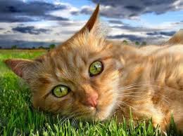 A cat in the grass for anyone