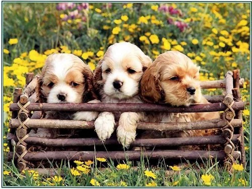 Cute spring puppies