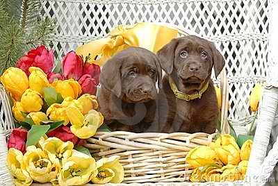  Cute spring puppies