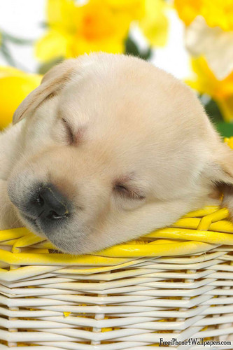  Cute spring щенок