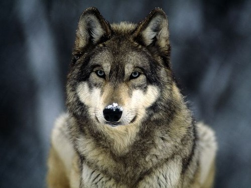  Grey 늑대