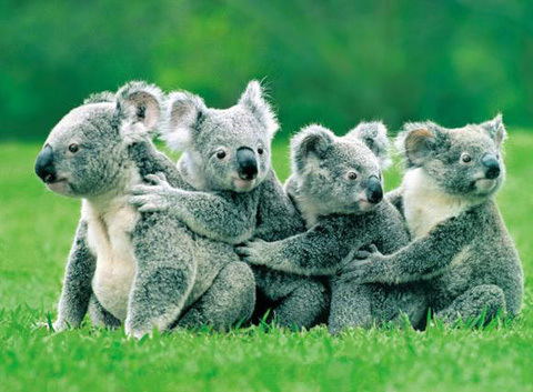  Koalas all lined up