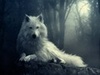  A White भेड़िया