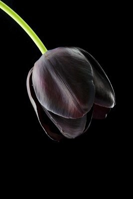  Black tulipe, tulip